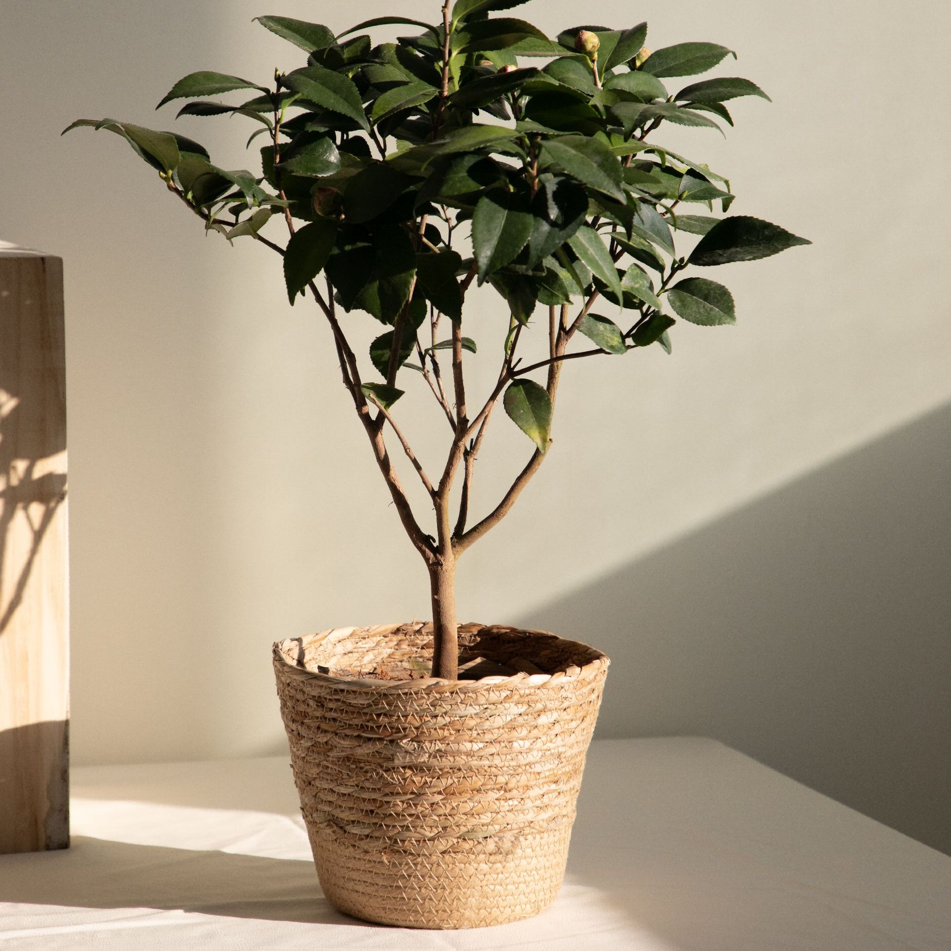 سلة تخزين منسوجة متعددة الأغرا - مراجعة Rattan Plant Basket وسعره