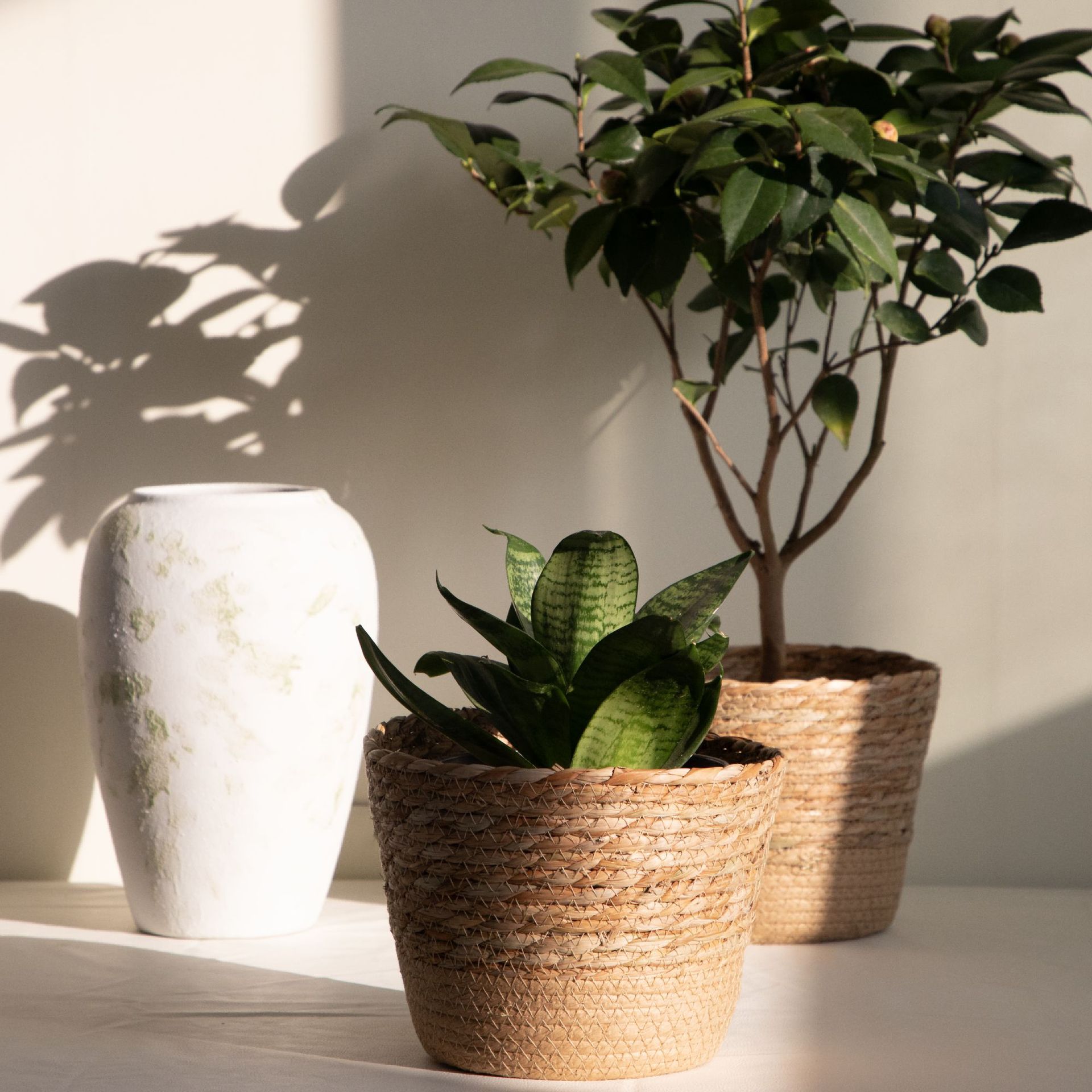 سلة تخزين منسوجة متعددة الأغرا - مراجعة Rattan Plant Basket وسعره